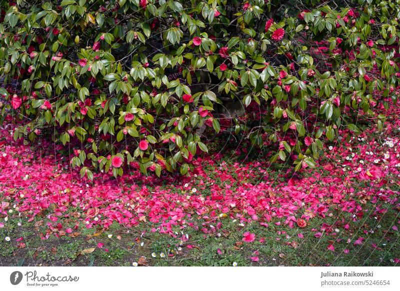 Blumenbusch verliert seine pinken Blütenblätter Schönheit duftig Duft Vergänglichkeit Farbe Garten Frühling Sommer Natur ästhetisch Pflanze frisch Flora schön