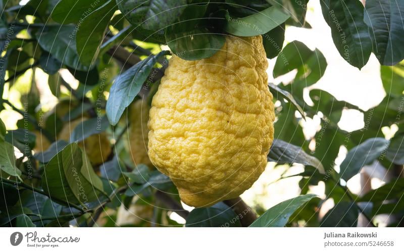 Riesen Zitrone gelb Frucht Lebensmittel frisch Zitrusfrüchte Vitamin Vitamin C Ernährung Gesunde Ernährung Bioprodukte Nahaufnahme saftig lecker vitaminreich