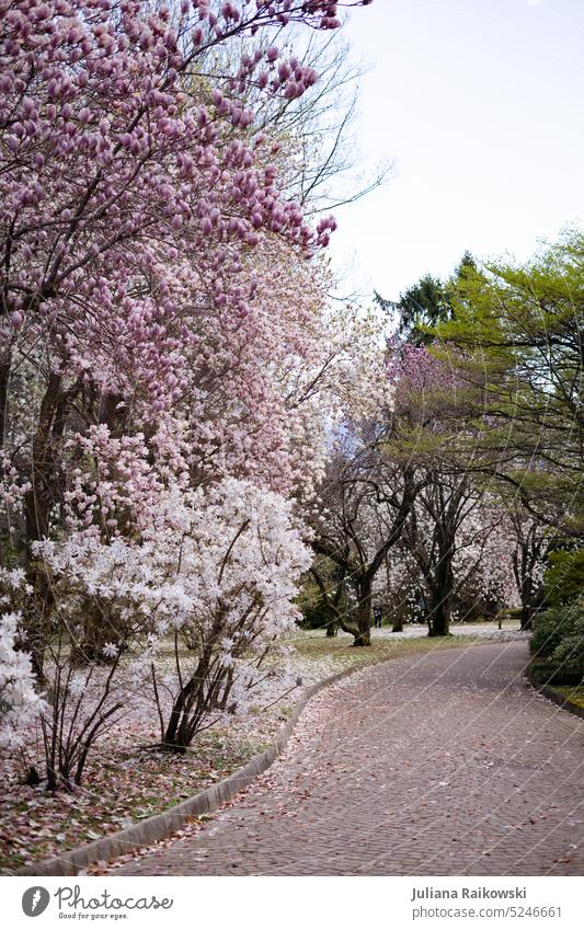 Weg durch die Kirschblüten Sakura Kirsche Blumen April Himmel saisonbedingt Schönheit schön ästhetisch hübsch Flora botanisch Außenaufnahme Pflanze Sommer Natur