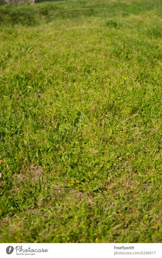 Grastextur mit Kopierraum Hintergrund Textfreiraum Pflanze Oberfläche Garten Natur Rasen Textur grün Wiese Nahaufnahme Park Tageslicht Saison Hof Muster Feld