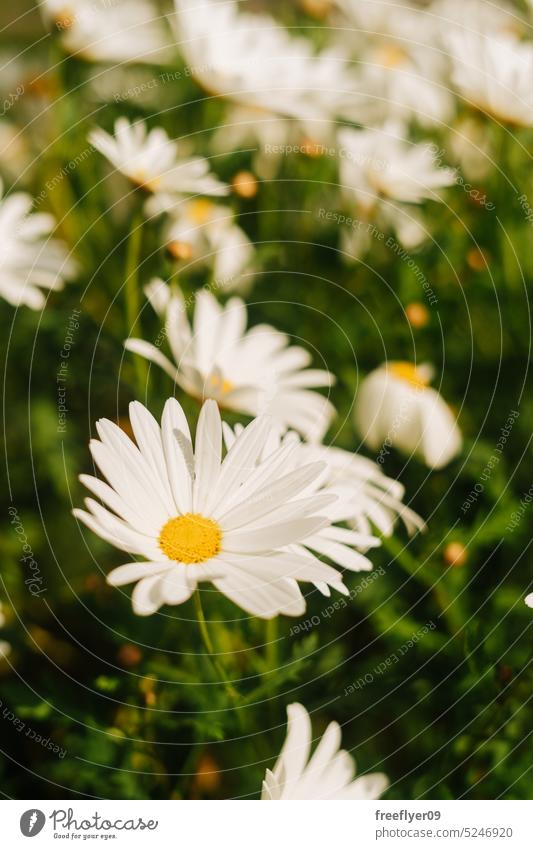 Weiße Gänseblümchen gruppiert auf einem einzelnen Strauch weiß Blumen Margeriten Sommer abschließen Textfreiraum Pflanzen Flora außerhalb Gesundheit Park