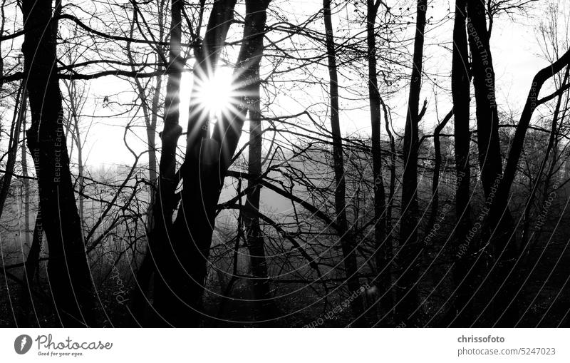 Sonnenaufgang im Wald -wachgeküsst in schwarz weiss Sonnenlicht Bäume Natur frühmorgens Schwarzweißfoto bnw Outdoor emotionen kunst Himmel Landschaft