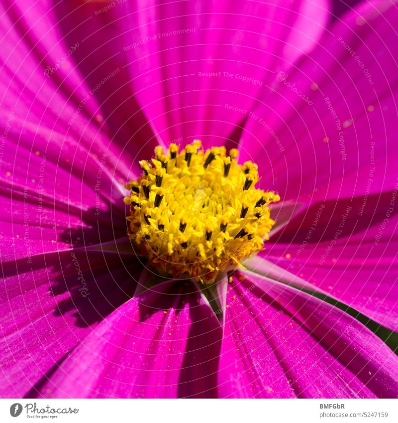 Leuchtend magenta farbene Blütenblätter und gelber Stempel einer Schmuckkörbchenblüte pink Pollen Nektar Cosmea Cosmeablüte Detail Blume Park Garten Blumenbeet