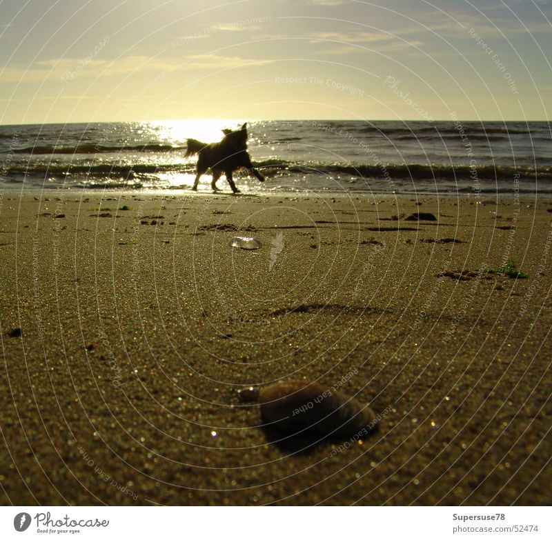 Hund am Strand Meer Muschel Sonnenuntergang Spielen See Niederlande Nordsee