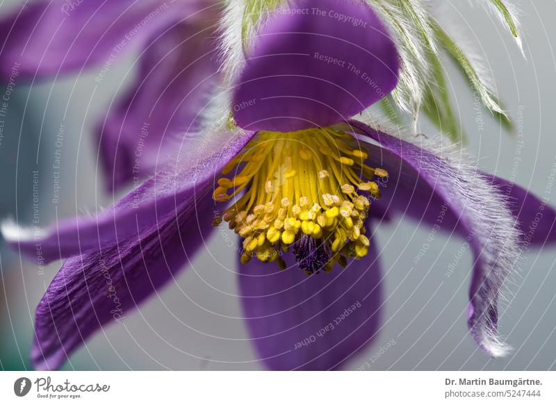 Pulsatilla vulgaris, Kuhschelle oder Küchenschelle am Standort, Blüte Wildpflanze violett Staude ausdauernd krautig frosthart giftig mehrjährig