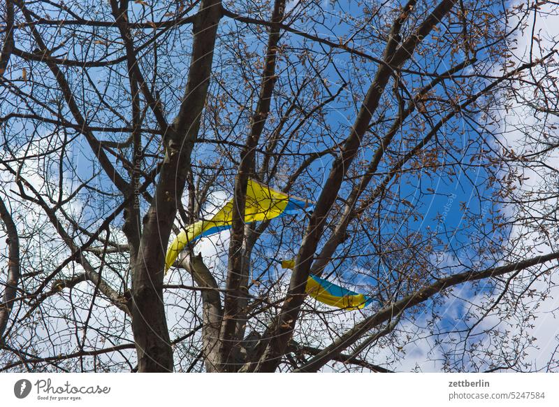 Baum mit ukrainischen Fahnen fahne flagge ukraine nationalität hoheitszeichen wind wehen ast zweig himmel wolke protest krieg baum