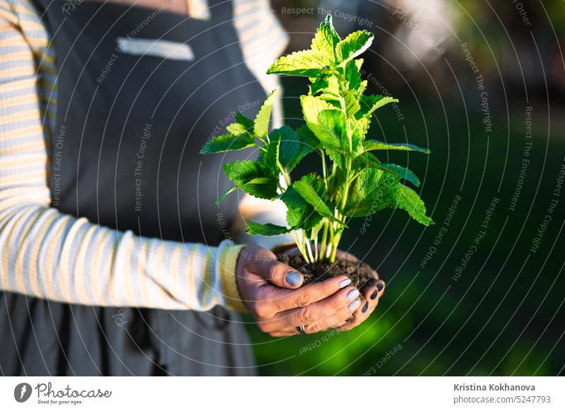 Gärtnerin hält gekeimte Minzpflanze in der Erde. Landwirtschaft, Fürsorge für Mutter Erde, Umweltschutz, Ernte Konzept. Nahaufnahme mit Sonnenschein. Person