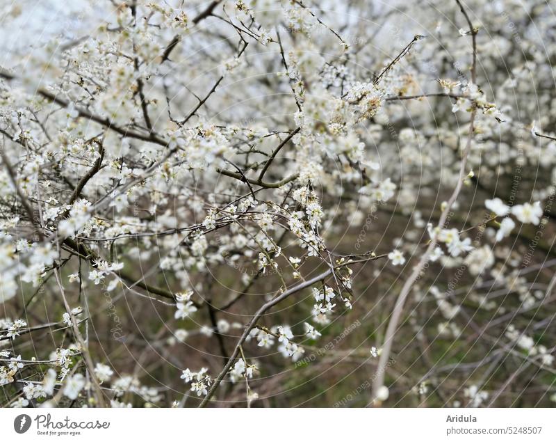 Schlehdorn Schlehe Strauch Schlehenstrauch Hecke weiß Pflanze Blüten Insekten Bienen Frühling Zweige Garten Natur Schwarzdorn