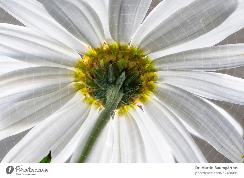 Miau; Argyranthemum, Strauchmargerite, Blütenstand von der Rückseite, Licht durchdringt die Zungenblüten blühen Durchlicht durchstrahlt