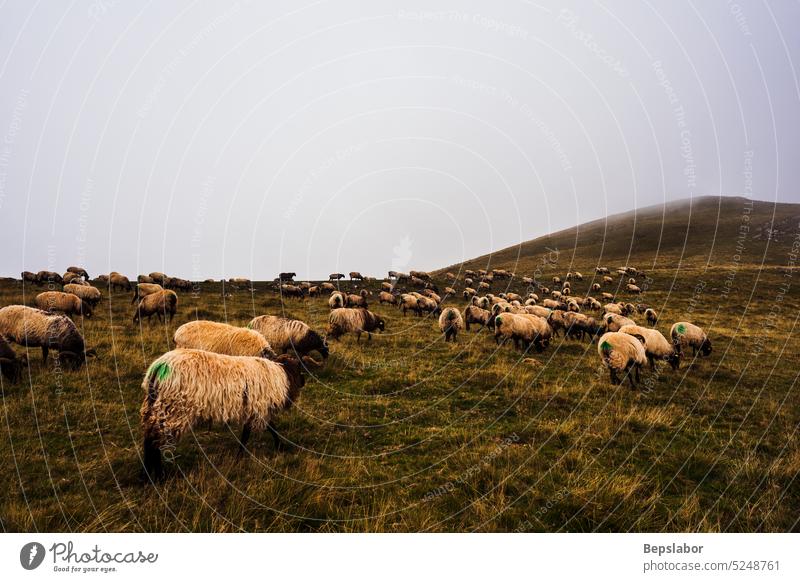 Die gemischte Schaf- und Ziegenherde weidet auf einer Wiese entlang des Jakobsweges französische Pyrenäen Hausziege Nebel camino de santiago Rance Hupe Weide