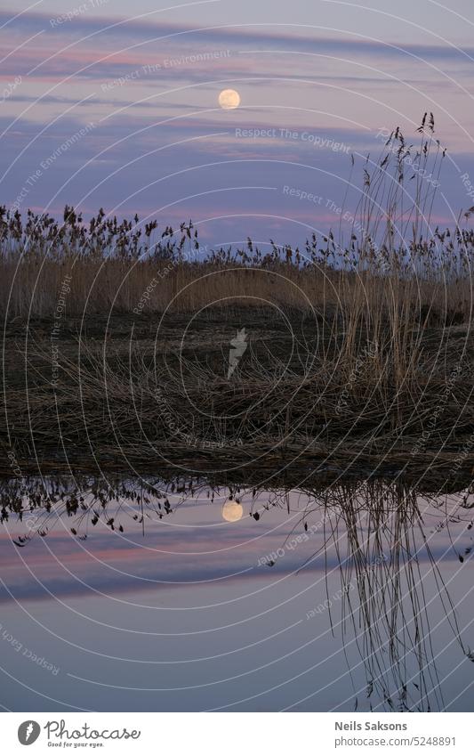 Mondaufgang spiegelt sich im Wasser eines Sees mit Schilf im Vordergrund Hintergrund schön Schönheit blau Windstille kalt Landschaft Morgendämmerung Umwelt