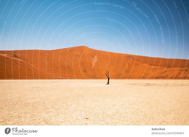 parallelwelt | vollkommen surreal allein Baum toter Baum Sossusvlei Außenaufnahme Sesriem Sand Wüste Afrika Namibia Ferne Fernweh reisen Farbfoto Einsamkeit