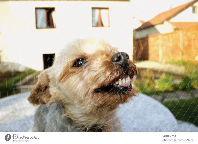 Zungenrausstreck Hund rausstrecken Schnauze Gebiss frech fripouille
