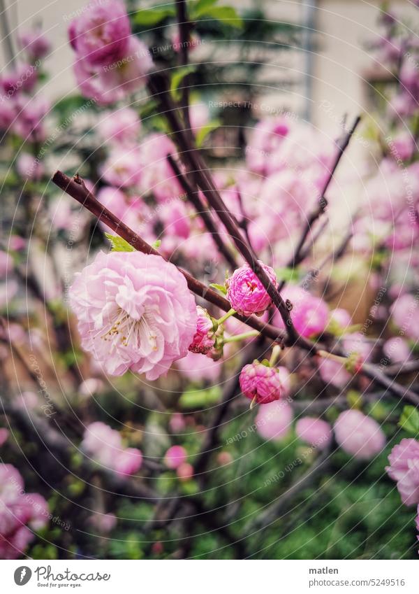 Frühling Blüten Zweige rosa schön Blühend Farbfoto Außenaufnahme Nahaufnahme Kirsche