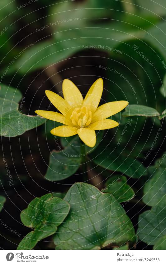 Scharbockskraut im Frühjahr gelb grün pflanze kontrast Natur Menschenleer Blüte Blume Außenaufnahme Tag Makroaufnahme Detailaufnahme Unschärfe