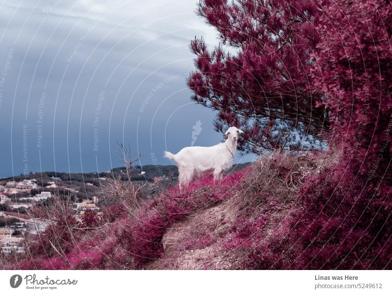 Ein surrealer Anblick in Korfu, Griechenland. Rosa Pflanzen umgeben diese wilde Ziege in einer kleinen hügeligen Stadt. Es ist ein bewölkter Tag, und der dunkelblaue Himmel bildet einen herrlichen Kontrast zur rosa Farbe. Fotomanipulation ist eine weitere Möglichkeit, eine Geschichte mit eigenen Worten zu erzählen.