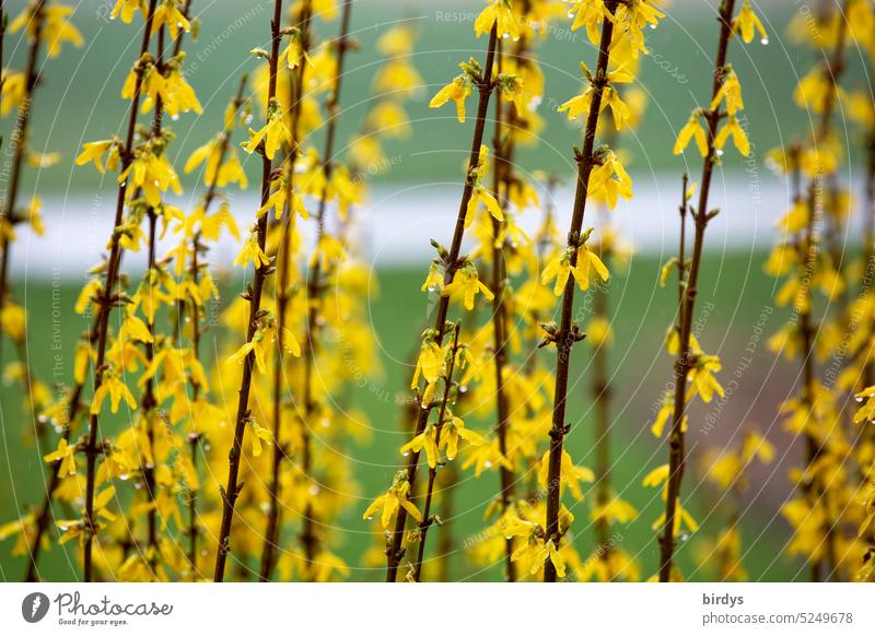Forsythie, blühende Forsythie. Nahaufnahme in voller Größe Forsithie blüht gelb Blühend Strauch Wassertropfen zarte Blüten Schwache Tiefenschärfe