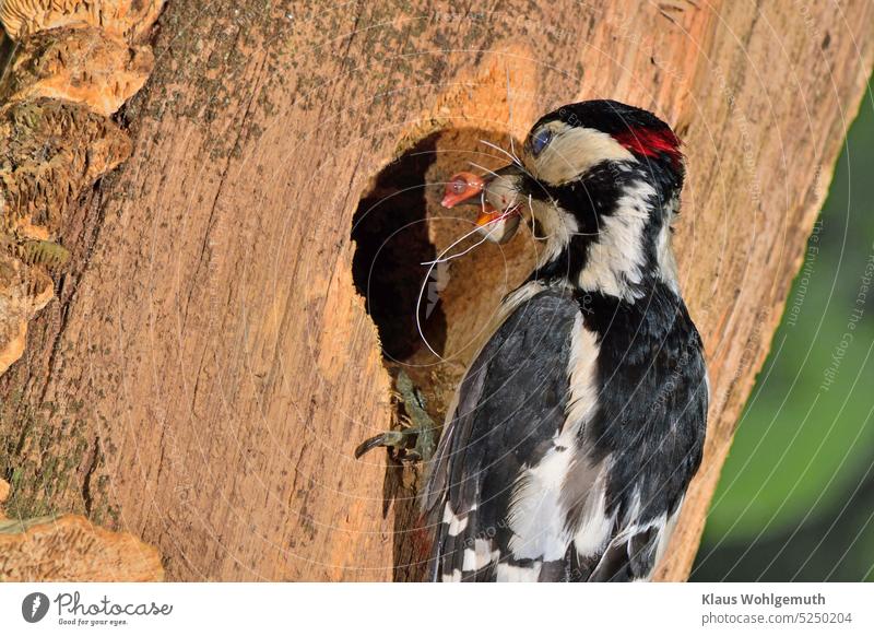 Fressen und gefressen werden, Mutter Natur hält nicht nur schönes für unser Auge bereit. Buntspecht Männchen bringt seinen Jungen im Nest Futter, in diesem Fall einen Embryo eines Buchfinken, was man an den Eierschalen leicht erkennen kann.