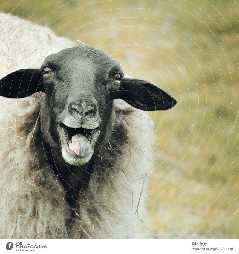 Alf Schaf Tier Tierporträt Nutztier Natur Wolle Zunge blöken lustig mäh fröhlich Gute Laune Fröhlichkeit frech Landwirtschaft Schurwolle Ohren