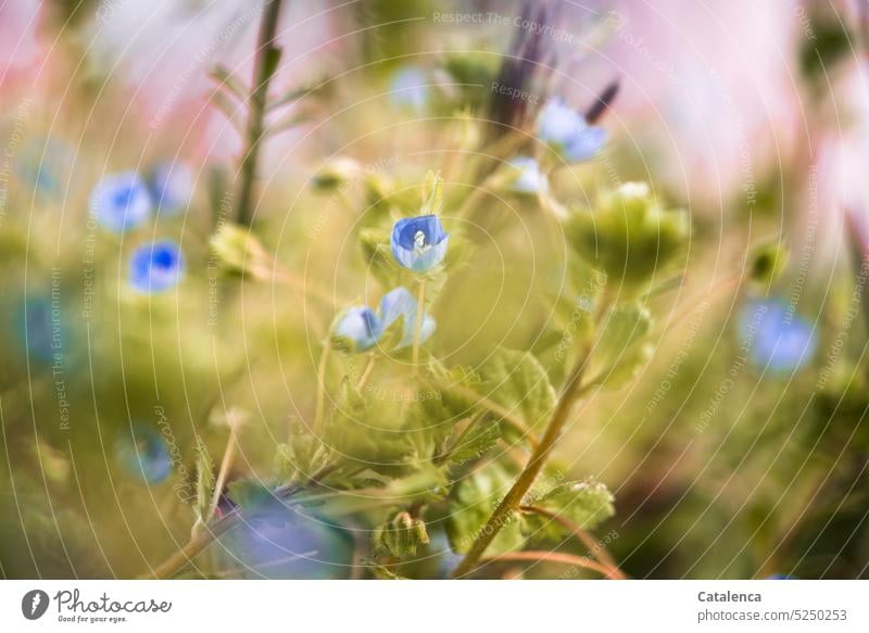 Ehrenpreis, ein blaues, kleines Blümchen im Gras Natur Flora Pflanze Wegerichgewächse Gamander Ehrenpreis blühen Blüte Blume Garten Wiese Blau Grün Tag