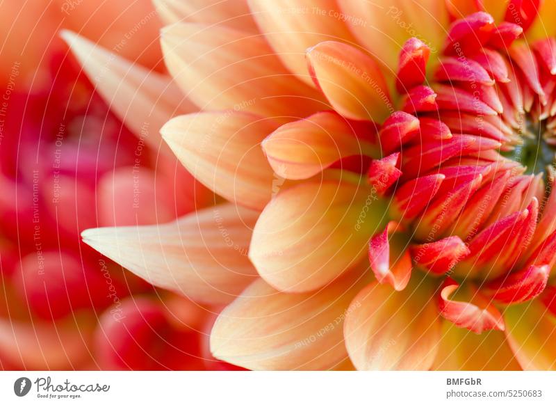 Detail einer herrliche orange bis rot farbenen Dahlienblüte Dahlia Blume Blüte groß außergewöhnlich poster grußkarte Garten Gartenarbeit Landschaftsbau