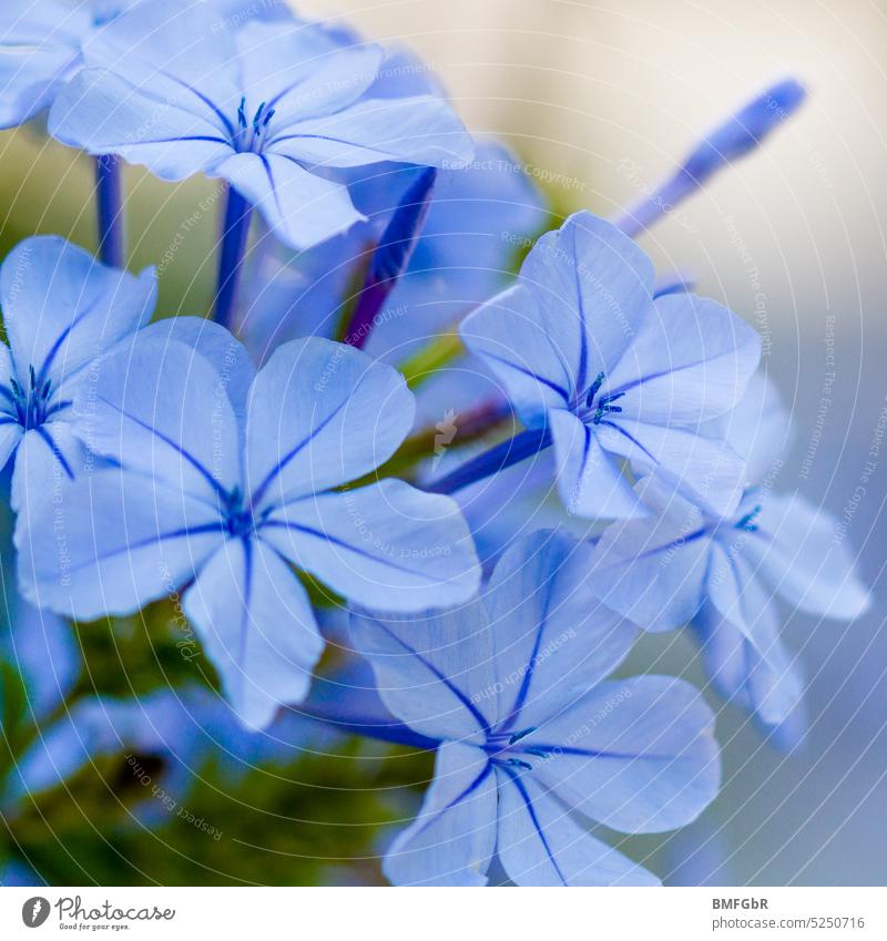 Hellblaue Blütenpracht einer Blüte an einem Kap Bleiwurz Strauch Blau Blume prachtvoll herrlich wunderschön Schönheit Umwelt Natur natürlich Botanik blühen