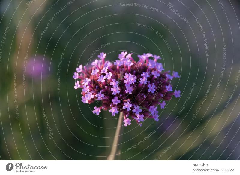 Kleine purpurne Blüten vom Echten Eisenkraut Echtes Eisenkraut Pflanze Blume Verbene blühen Botanik flora Biologie botanisch frisch freundlich Garten