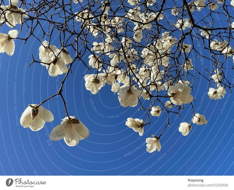 Der blühende Magnolienbaum und der kristallklare blaue Himmel. Magnolienblüte Blauer Himmel Überstrahlung Frühling Natur blühende Frühlingsblume