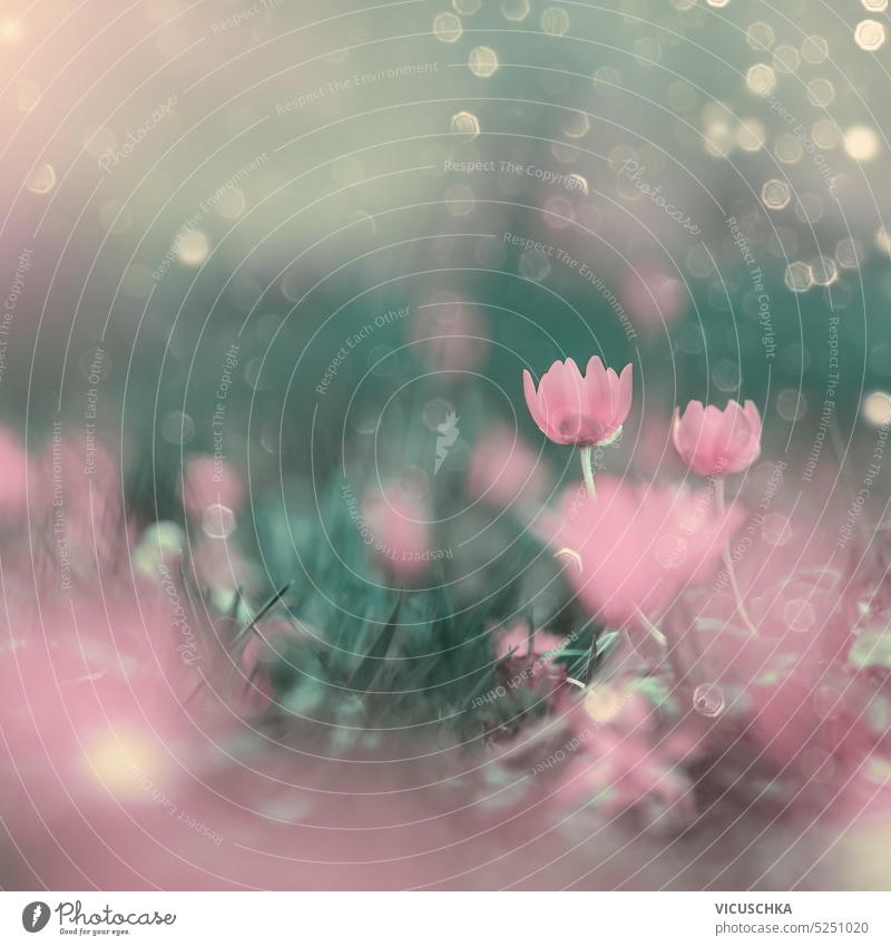 Fairy floral Natur Hintergrund mit rosa Blumen und Bokeh Fee geblümt Naturhintergrund Sommer Frühling Überstrahlung erstaunlich künstlerisch schön träumen