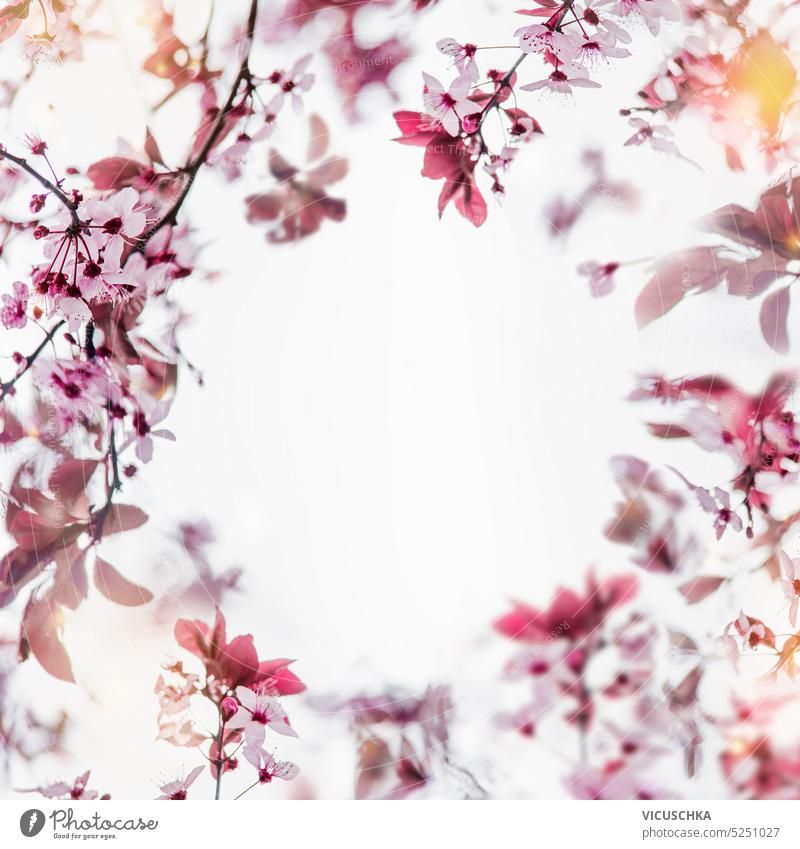 Schöne florale Rahmen der rosa Kirschblüte mit Sonnenlicht und Blütenblatt Bokeh auf weißem Hintergrund schön geblümt Kirschblüten weißer Hintergrund