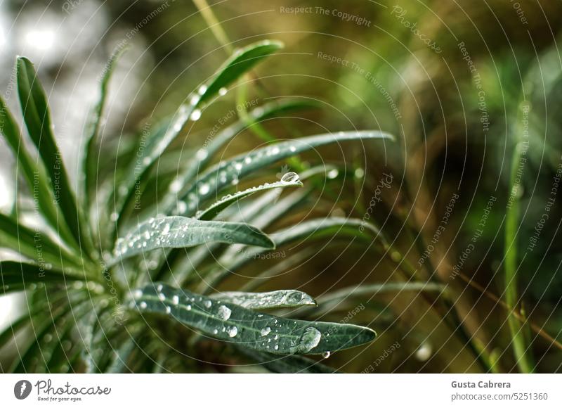 Wildpflanze mit Regentropfen. Pflanze Wassertropfen Tropfen Reflexion & Spiegelung Außenaufnahme Tau Farbfoto nass Detailaufnahme Grünpflanze Blattgrün