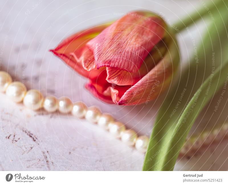 100/Stillleben mit Tulpe und Perlen Blume Blumen und Pflanzen rot Blüte Stillleben-Fotografie perlen Perlenkette ruhig ruhige Stimmung