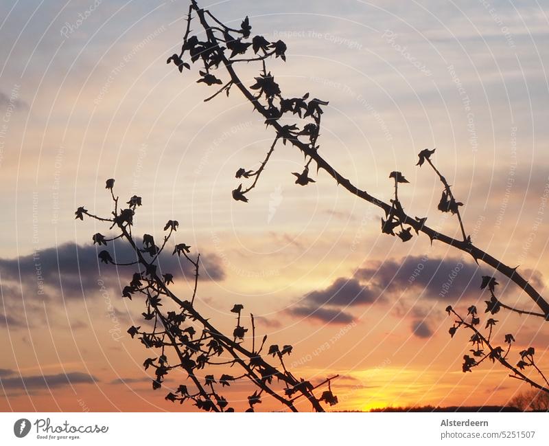 Zwei vertrocknete Blütenzweige drängen sich vorm Abendhimmel in den Vordergrund Sonnenuntergang Wolken vertrocknete Zweige Himmel Außenaufnahme Dämmerung
