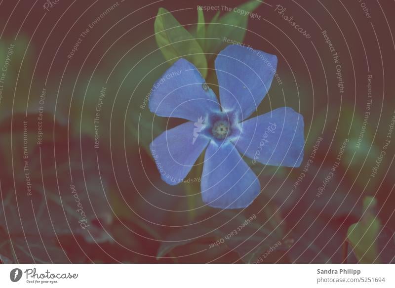 Makroaufnahme von Vergissmeinnichtblüte blau Blüte Blume Frühling Nahaufnahme Pflanze Natur Detailaufnahme Blühend Schwache Tiefenschärfe Sommer natürlich