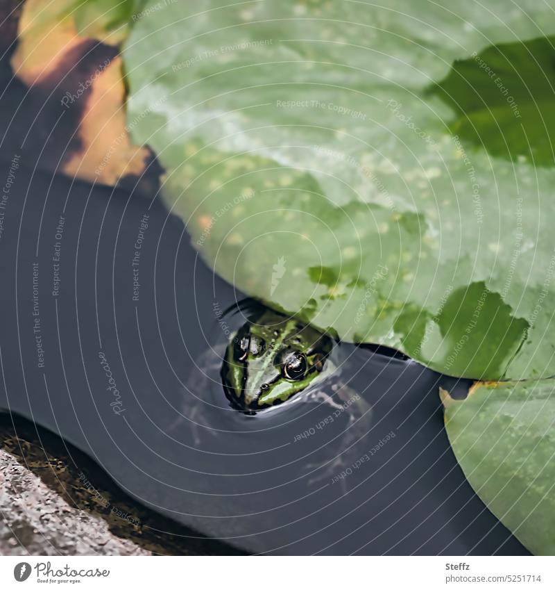 platt unter dem Blatt - ein Frosch Teichfrosch grüner Frosch Begegnung Wasserfrosch Gartenteich Teichpflanze Amphibien Wildtier klein niedlich natürlich