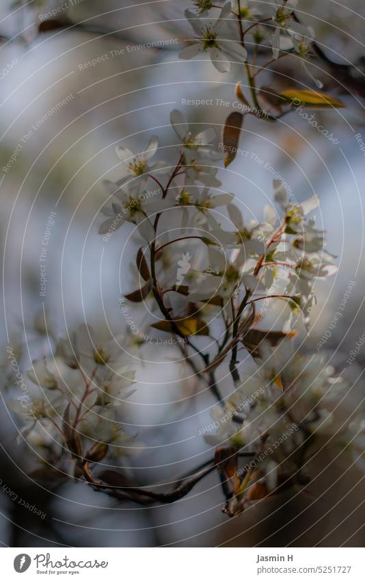 Weisse Blüten weiße blüten Natur Frühling natürlich Pflanze Baum Blühend schön zart Unschärfe Schwache Tiefenschärfe Außenaufnahme Farbfoto blühend Garten