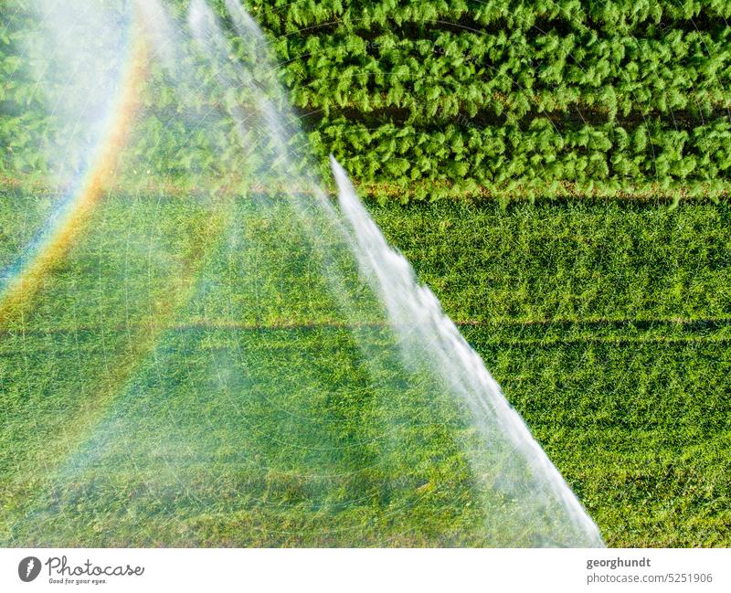 Blick von oben direkt auf die Fontaine einer Bewässerungsanlage auf einem Feld mit Getreide und Fenchel. Zwei Regenbögen sind im Wassernebel zu sehen. Acker