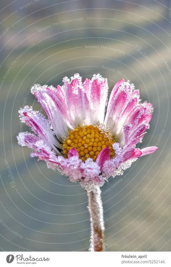Jack Frost küsst Miss Daisy | rosaweißes Gänseblümchen mit Frostkristallen Frühling Blüte Nahaufnahme Blume Natur Pflanze frostig zart zarte Blüten natürlich