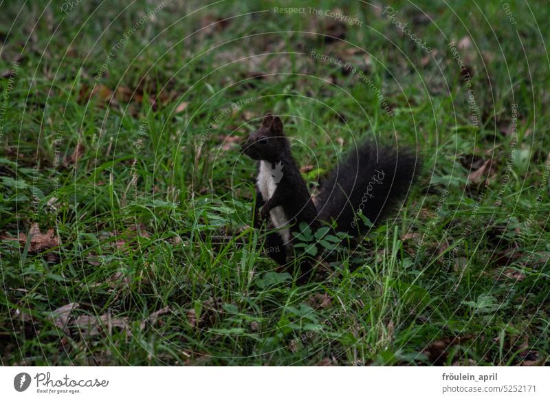 Im Frack | schwarzes Eichhörnchen mit weißem Brustfell auf einer Wiese Tier Natur niedlich Fell Wildtier Nagetiere klein beobachten aufmerksam scheu Neugier