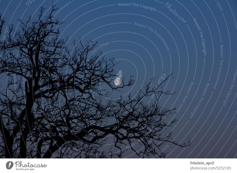 Mondspiel | Mond zwischen den Ästen einer Baumkrone zur Blauen Stunde Himmel Himmelskörper & Weltall Mondsüchtig Luna blaue Stunde Äste und Zweige Natur