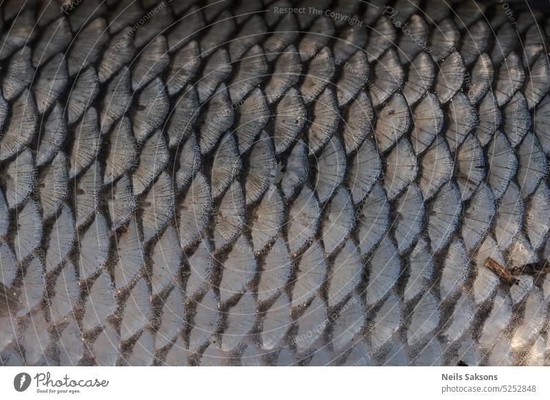 Nahaufnahme der Schuppen eines Fisches. Textur von Fischschuppen. abstrakt Tier aquatisch Hintergrund Hintergründe Tarnung Karpfen schließen Farbe