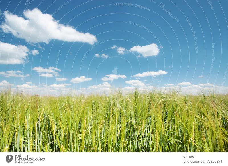 hellgrünes Gerstenfeld vor hellblauem Himmel mit weißen Schönwetterwolken Getreide Wachstum Getreidefeld Ackerbau Feldwirtschaft Landwirtschaft himmelblau