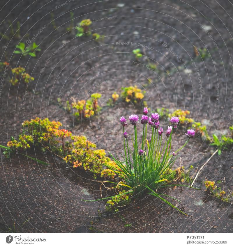 Blühender Schnittlauch wächst wild aus einer Spalte zwischen Steinplatten Blüte Pflanze Kräuter & Gewürze grün Natur Außenaufnahme violett