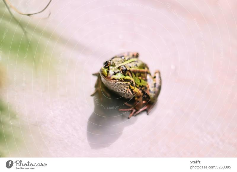 am Gartenteich | ein Frosch küsst | das Objektiv   [2000] Froschprinz Teichfrosch Reptil Amphibien neugierig Neugier Traumprinz cool mutig Mut Blick