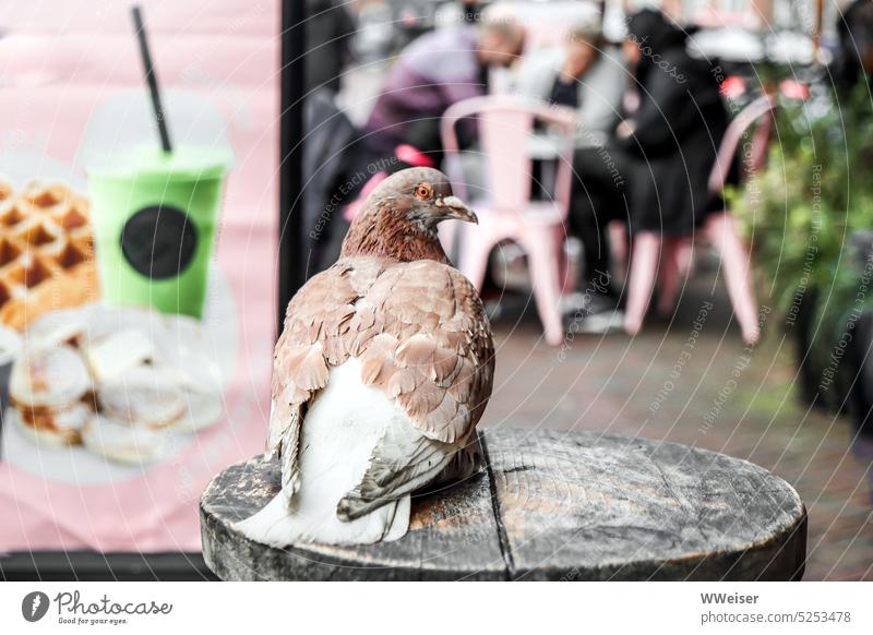 In einem Eiscafe hat die müde und hungrige Taube einen guten Platz zum Beobachten gefunden Stadt Vogel Flügel fliegen Federn Gefieder Schnabel Portrait Kopf