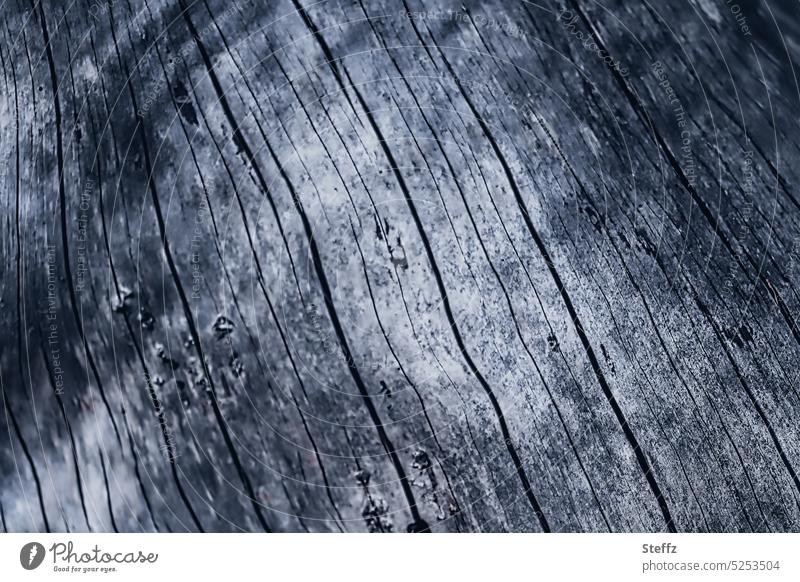 verwitterter Baumstamm Holz Holztextur Textur Holzmaserung Maserung trocken alt holzig Holzstruktur Hintergrund Verwitterung Risse porös rissig rau grau