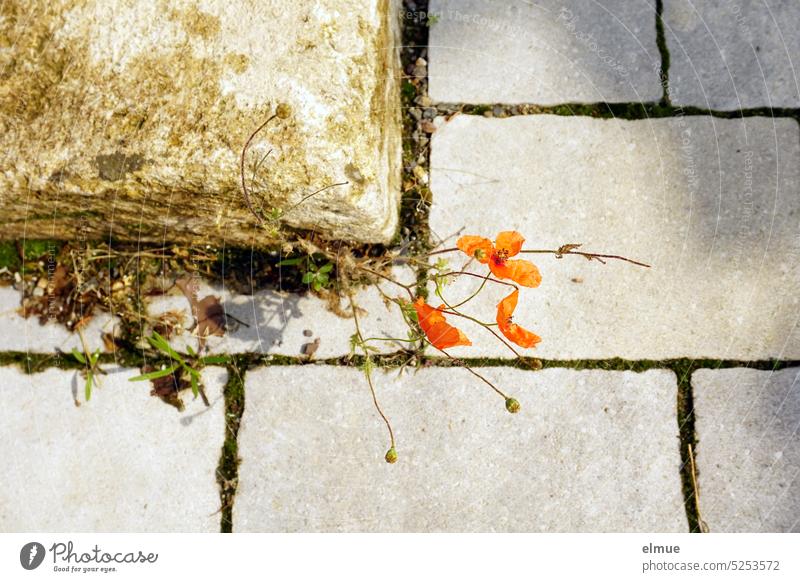 Mo(h)ntag - eine spärliche Mohnpflanze mit drei Blüten wächst in einer Fuge zwischen Mauerstein und Steinplatten Mohnblüte wachsen Draufsicht Blog Mohntag