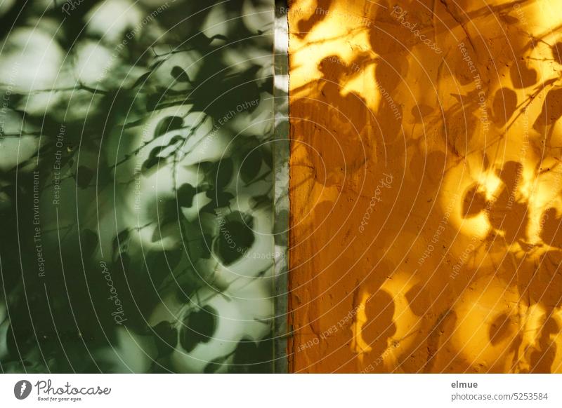 Bildstörung I Schatten von Ästen und Blättern zweigeteilt an einer orangefarbenen Wand und einer grünen Metalltür Blog Schattenspiel Teilung Baumschatten