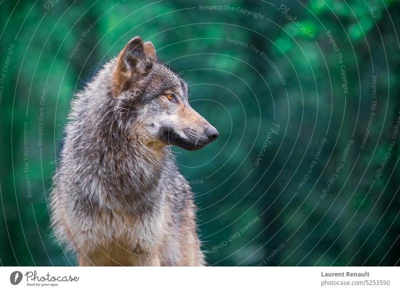 Grauer Wolf (Canis Lupus) schaut nach rechts in den Wald Tier Eckzahn Canino canis Fleischfresser Angst grau Natur im Freien außerhalb Porträt Raubtier schreien