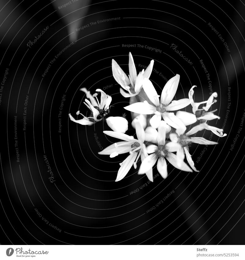 Bärlauchblüte mit einer Ameise weiß Allium Waldknoblauch Wildkraut Wildgemüse Knoblauch blühen Blüte Bärenlauch Gemüsepflanze Hexenzwiebel Gewürzpflanze